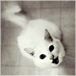 Spiteful-cat