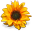 http://s1.ucoz.net/img/awd/positive/flower.png